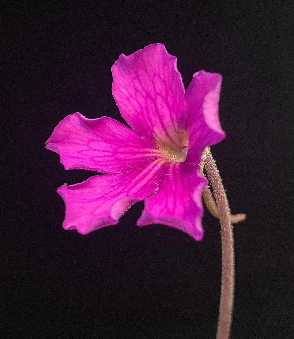 Pinguicula '''Pink Shuriken''' (gigantea x hemiepiphytica) for